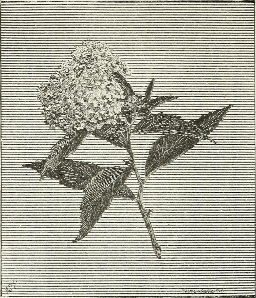 An illustration from Descriptive catalogue of ornamental trees, shrubs, hardy perennial plants, etc. : twenty-fifth edition, 1882, leaf 91