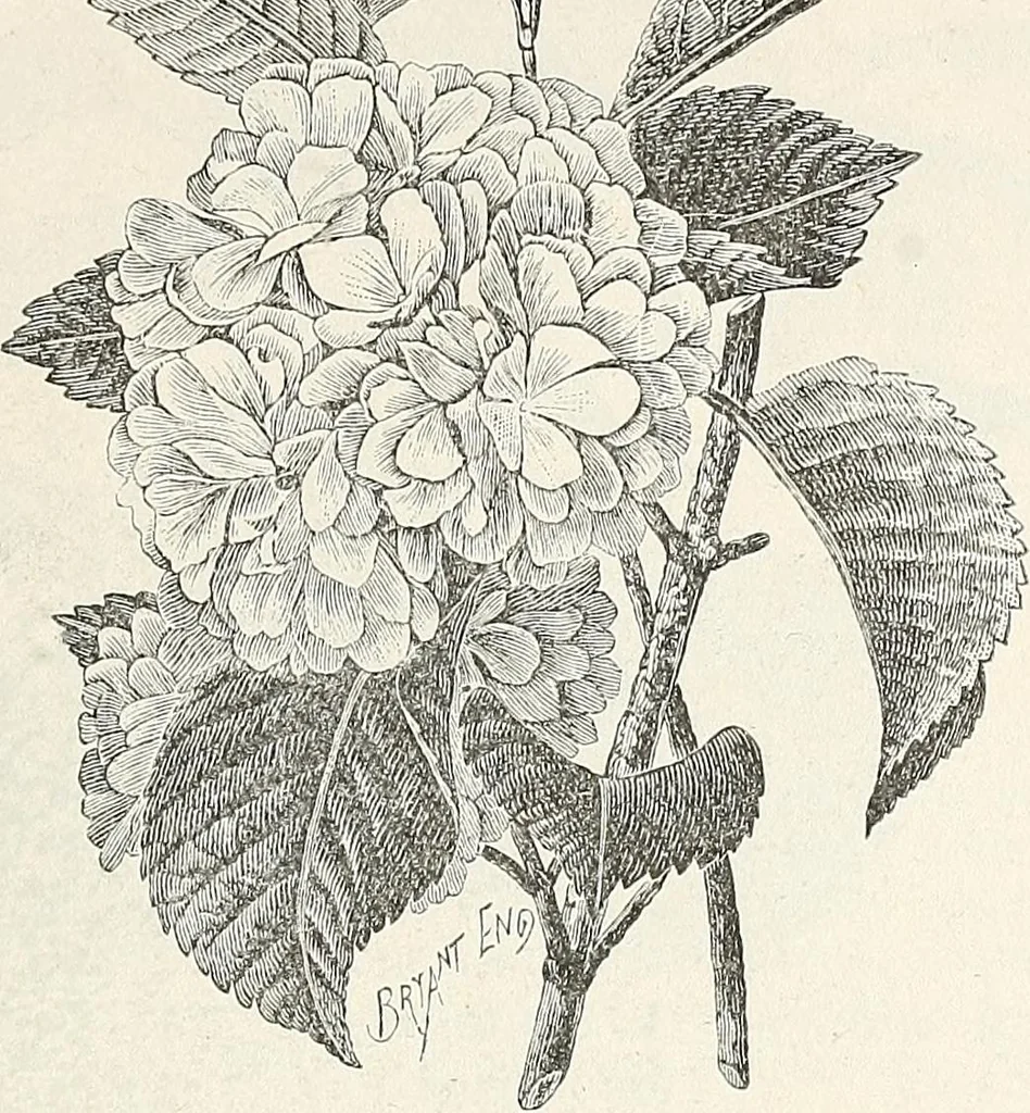 An illustration from Descriptive catalogue of ornamental trees, shrubs, hardy perennial plants, etc. : twenty-fifth edition, 1882, leaf 92