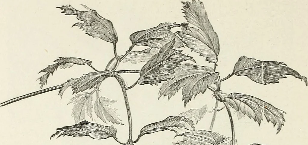An illustration from Descriptive catalogue of ornamental trees, shrubs, hardy perennial plants, etc. : twenty-fifth edition, 1882, leaf 93