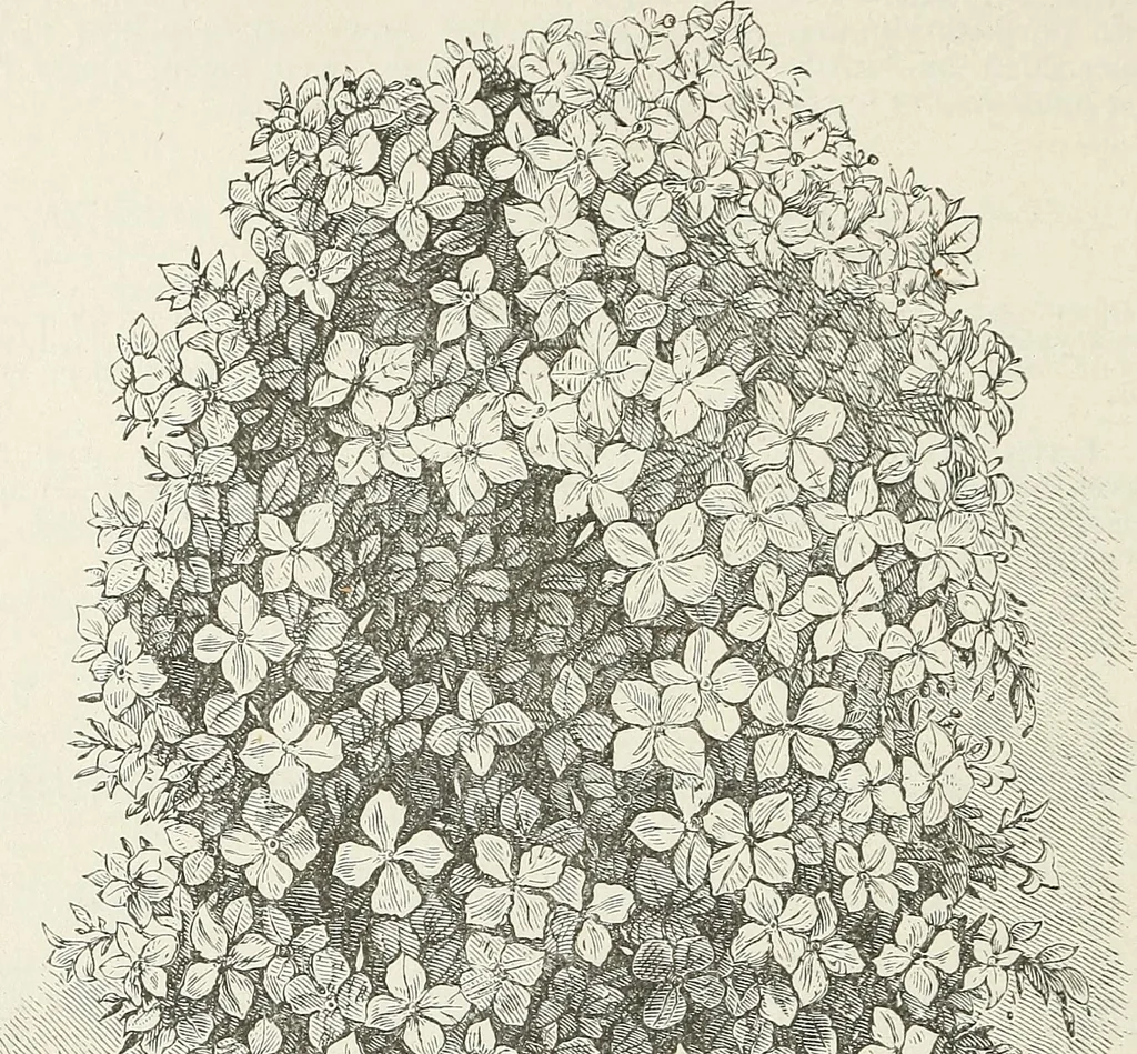 An illustration from Descriptive catalogue of ornamental trees, shrubs, hardy perennial plants, etc. : twenty-fifth edition, 1882, leaf 99
