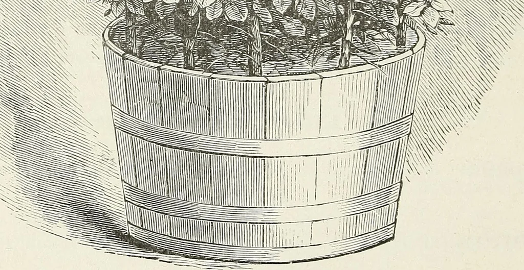 An illustration from Descriptive catalogue of ornamental trees, shrubs, hardy perennial plants, etc. : twenty-fifth edition, 1882, leaf 99