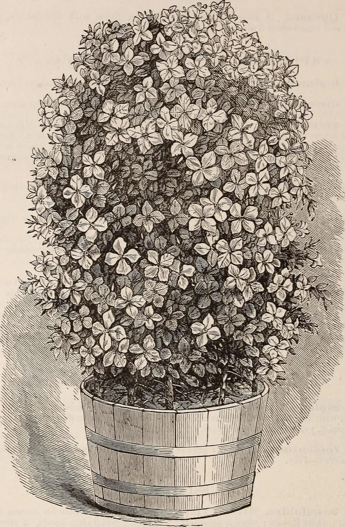 An illustration from Descriptive catalogue of ornamental trees, shrubs, roses, etc., : cultivated and for sale at the Mount Hope Nurseries, Rochester, N.Y, 1886, leaf 101