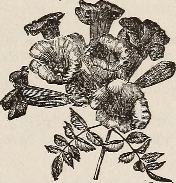 An illustration from Descriptive catalogue of ornamental trees, shrubs, roses, etc., : cultivated and for sale at the Mount Hope Nurseries, Rochester, N.Y, 1886, leaf 104