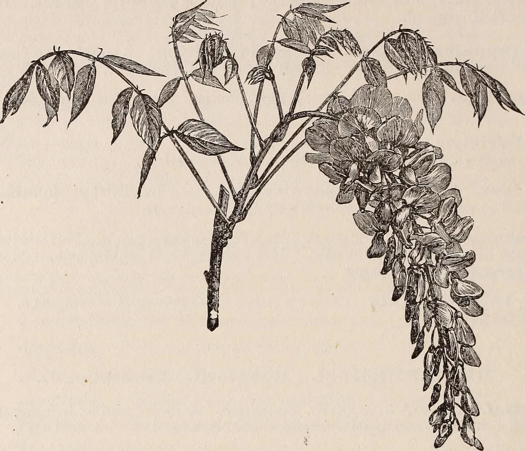 An illustration from Descriptive catalogue of ornamental trees, shrubs, roses, etc., : cultivated and for sale at the Mount Hope Nurseries, Rochester, N.Y, 1886, leaf 105