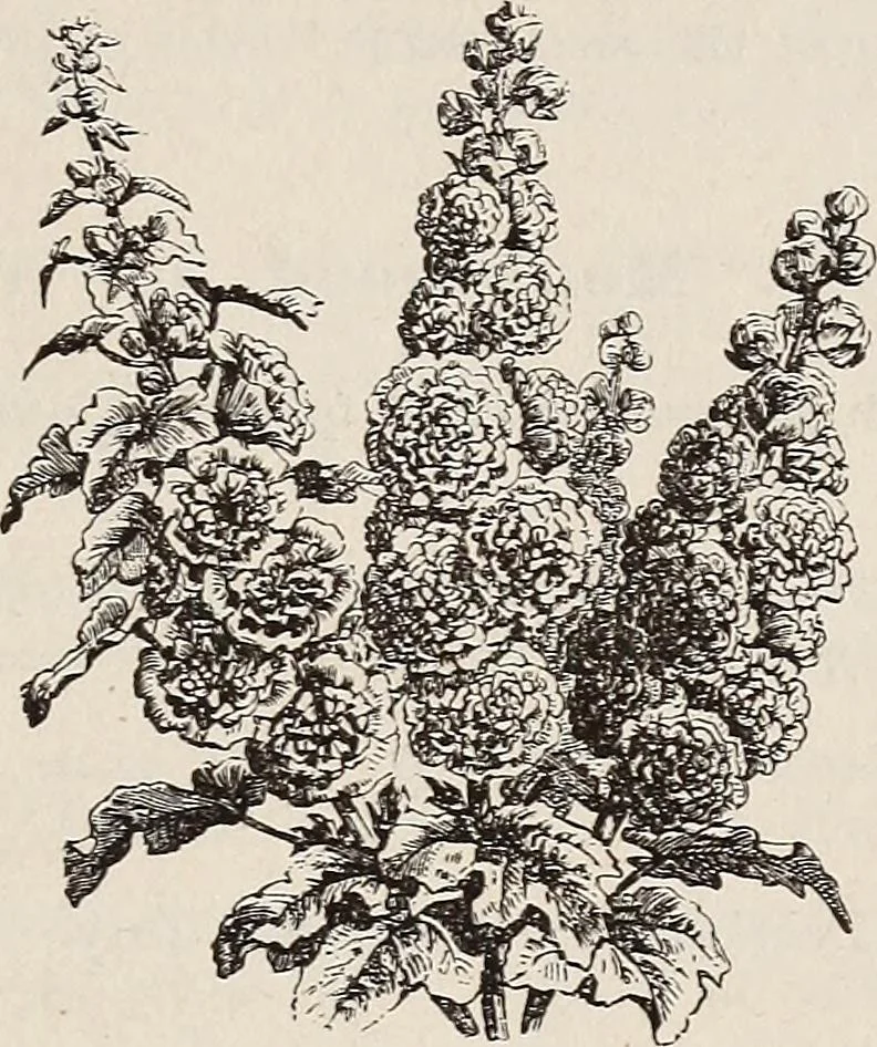 An illustration from Descriptive catalogue of ornamental trees, shrubs, roses, etc., : cultivated and for sale at the Mount Hope Nurseries, Rochester, N.Y, 1886, leaf 112