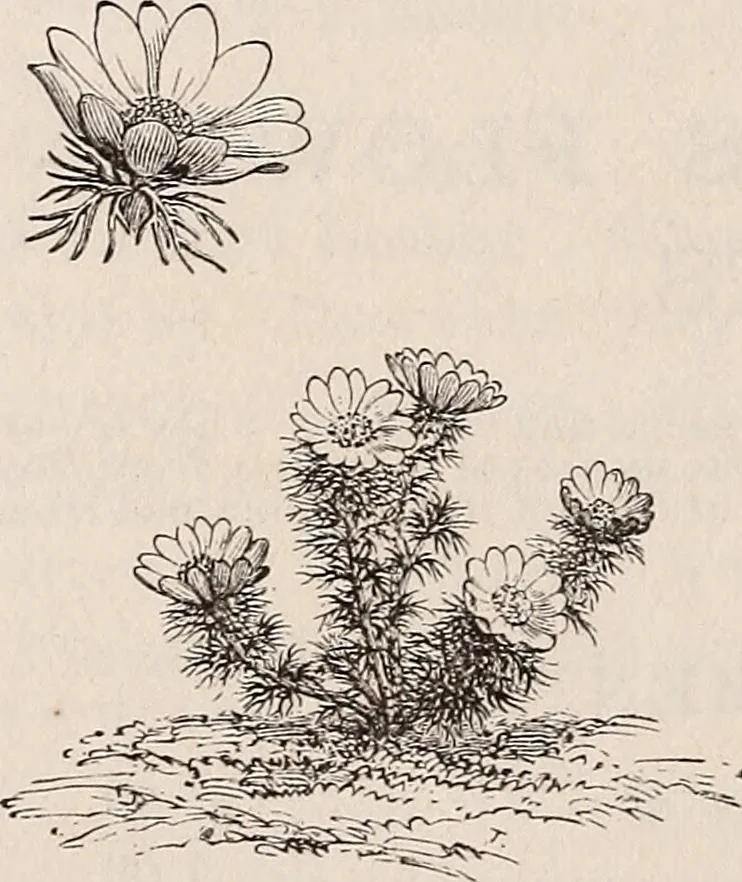 An illustration from Descriptive catalogue of ornamental trees, shrubs, roses, etc., : cultivated and for sale at the Mount Hope Nurseries, Rochester, N.Y, 1886, leaf 113