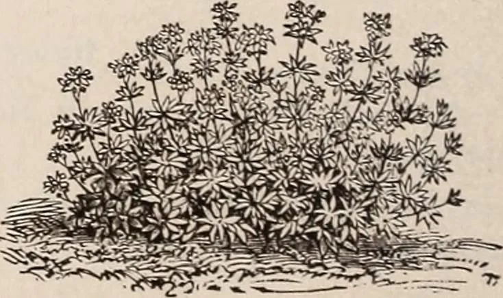 An illustration from Descriptive catalogue of ornamental trees, shrubs, roses, etc., : cultivated and for sale at the Mount Hope Nurseries, Rochester, N.Y, 1886, leaf 115