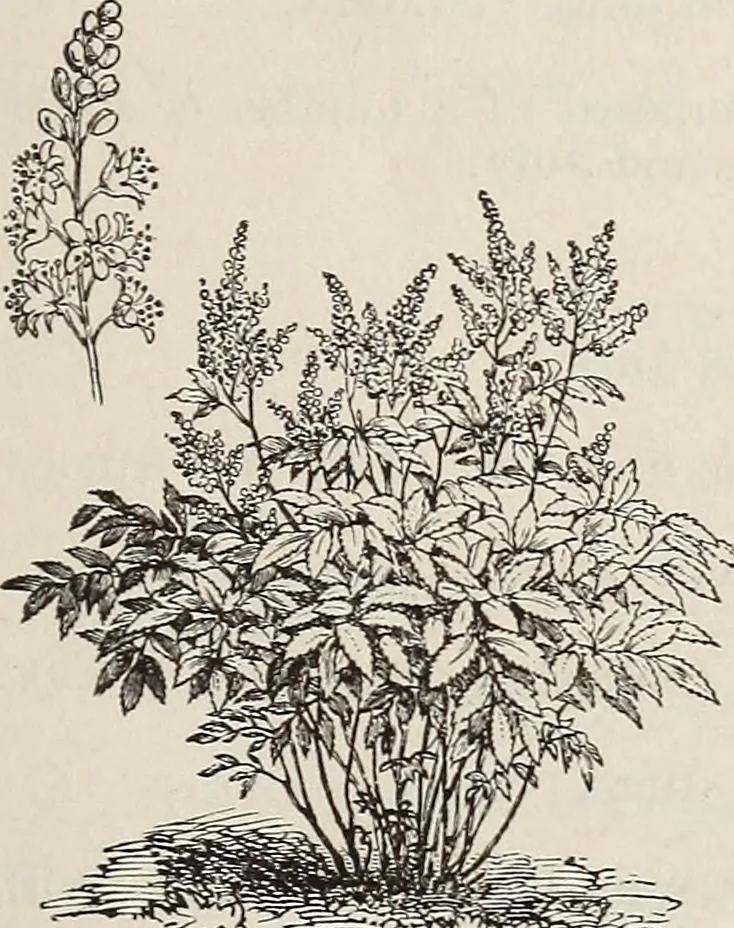 An illustration from Descriptive catalogue of ornamental trees, shrubs, roses, etc., : cultivated and for sale at the Mount Hope Nurseries, Rochester, N.Y, 1886, leaf 116