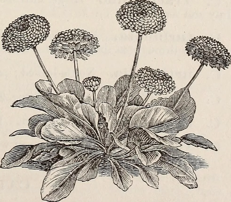 An illustration from Descriptive catalogue of ornamental trees, shrubs, roses, etc., : cultivated and for sale at the Mount Hope Nurseries, Rochester, N.Y, 1886, leaf 116