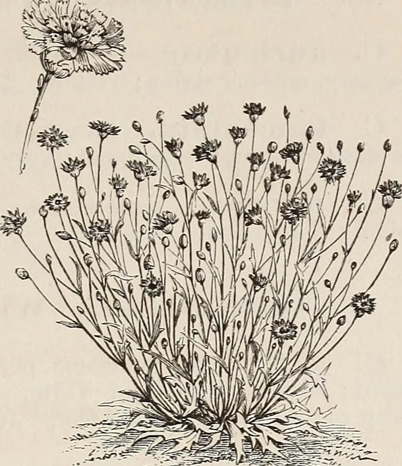 An illustration from Descriptive catalogue of ornamental trees, shrubs, roses, etc., : cultivated and for sale at the Mount Hope Nurseries, Rochester, N.Y, 1886, leaf 118