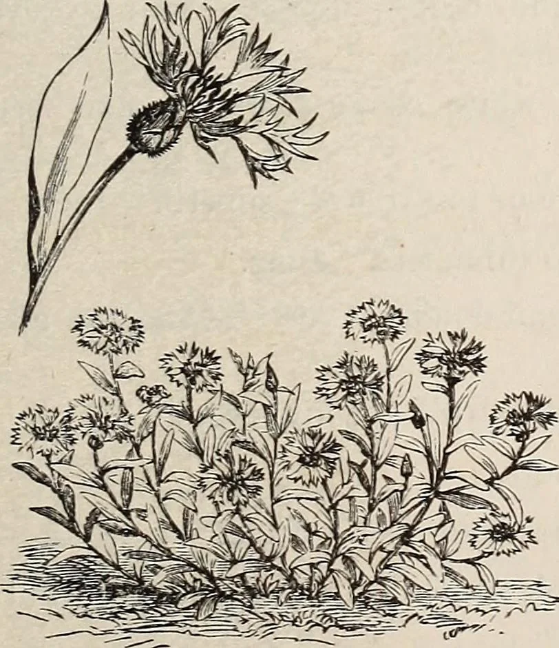 An illustration from Descriptive catalogue of ornamental trees, shrubs, roses, etc., : cultivated and for sale at the Mount Hope Nurseries, Rochester, N.Y, 1886, leaf 118