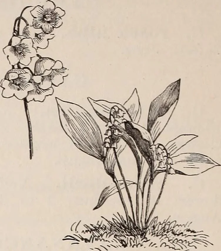 An illustration from Descriptive catalogue of ornamental trees, shrubs, roses, etc., : cultivated and for sale at the Mount Hope Nurseries, Rochester, N.Y, 1886, leaf 119