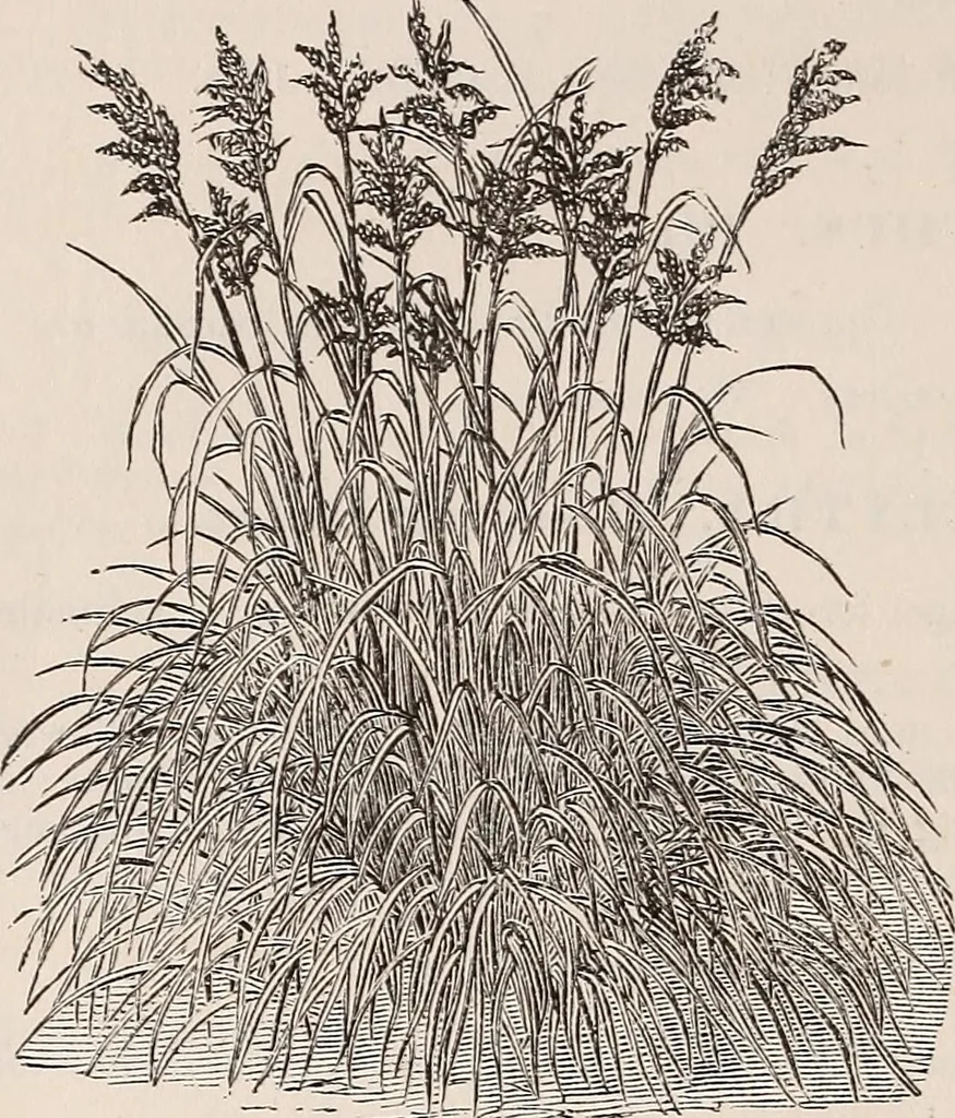 An illustration from Descriptive catalogue of ornamental trees, shrubs, roses, etc., : cultivated and for sale at the Mount Hope Nurseries, Rochester, N.Y, 1886, leaf 121