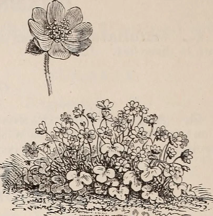 An illustration from Descriptive catalogue of ornamental trees, shrubs, roses, etc., : cultivated and for sale at the Mount Hope Nurseries, Rochester, N.Y, 1886, leaf 123