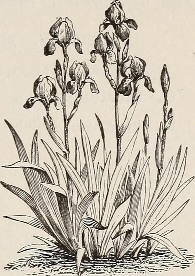 An illustration from Descriptive catalogue of ornamental trees, shrubs, roses, etc., : cultivated and for sale at the Mount Hope Nurseries, Rochester, N.Y, 1886, leaf 124