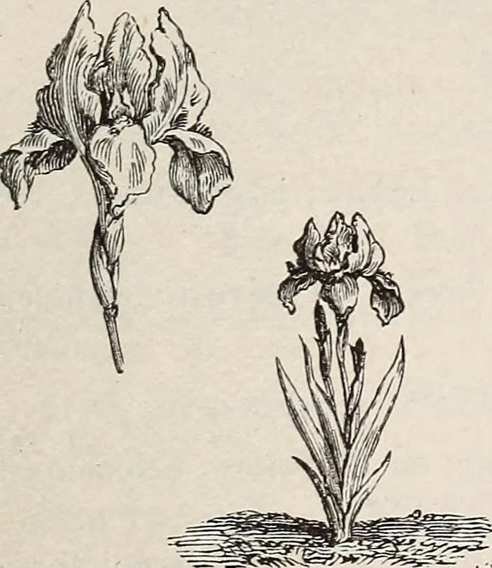 An illustration from Descriptive catalogue of ornamental trees, shrubs, roses, etc., : cultivated and for sale at the Mount Hope Nurseries, Rochester, N.Y, 1886, leaf 124