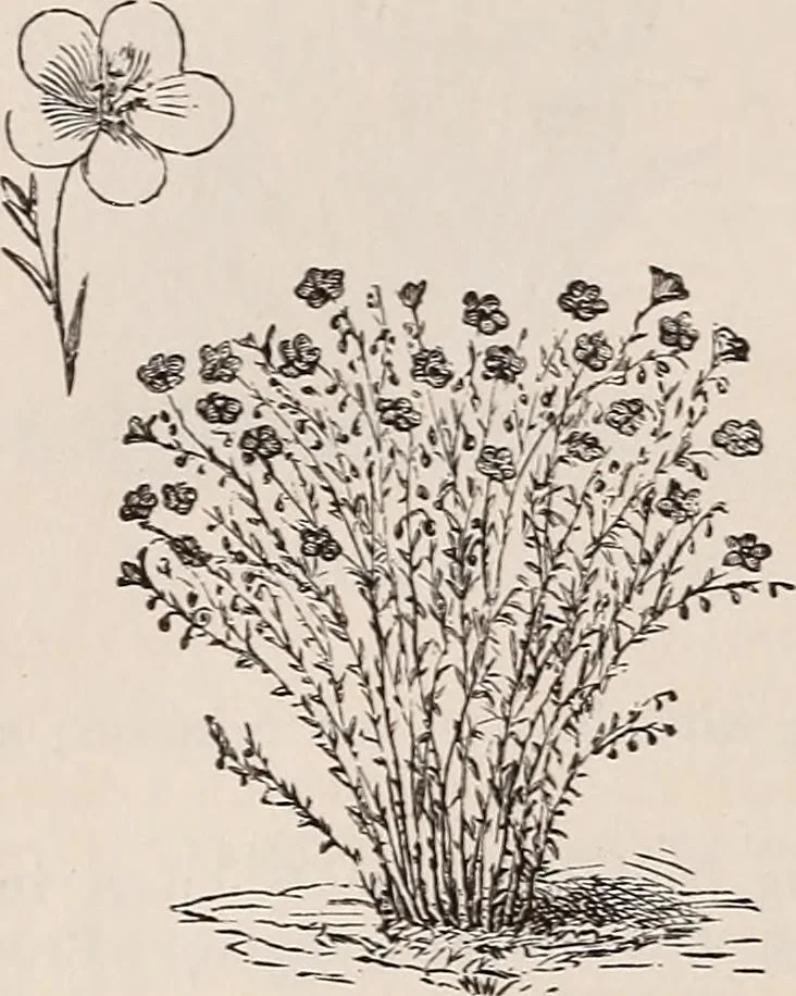 An illustration from Descriptive catalogue of ornamental trees, shrubs, roses, etc., : cultivated and for sale at the Mount Hope Nurseries, Rochester, N.Y, 1886, leaf 125