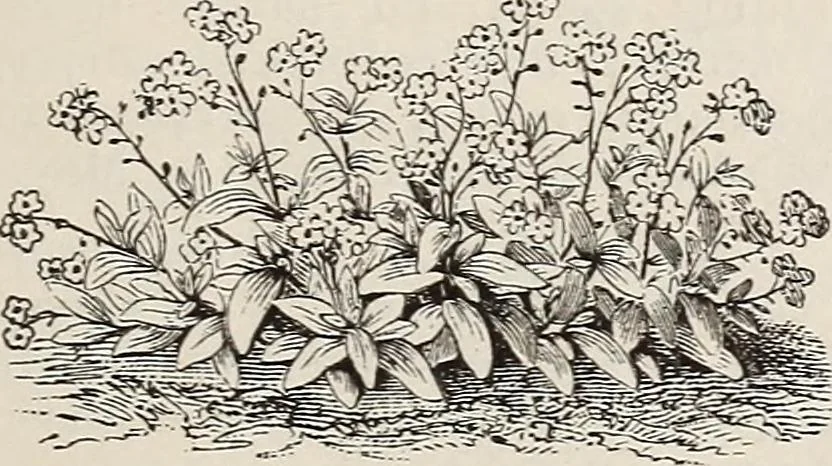 An illustration from Descriptive catalogue of ornamental trees, shrubs, roses, etc., : cultivated and for sale at the Mount Hope Nurseries, Rochester, N.Y, 1886, leaf 126