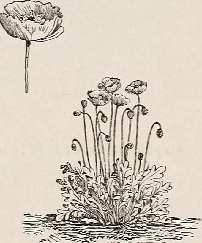 An illustration from Descriptive catalogue of ornamental trees, shrubs, roses, etc., : cultivated and for sale at the Mount Hope Nurseries, Rochester, N.Y, 1886, leaf 126