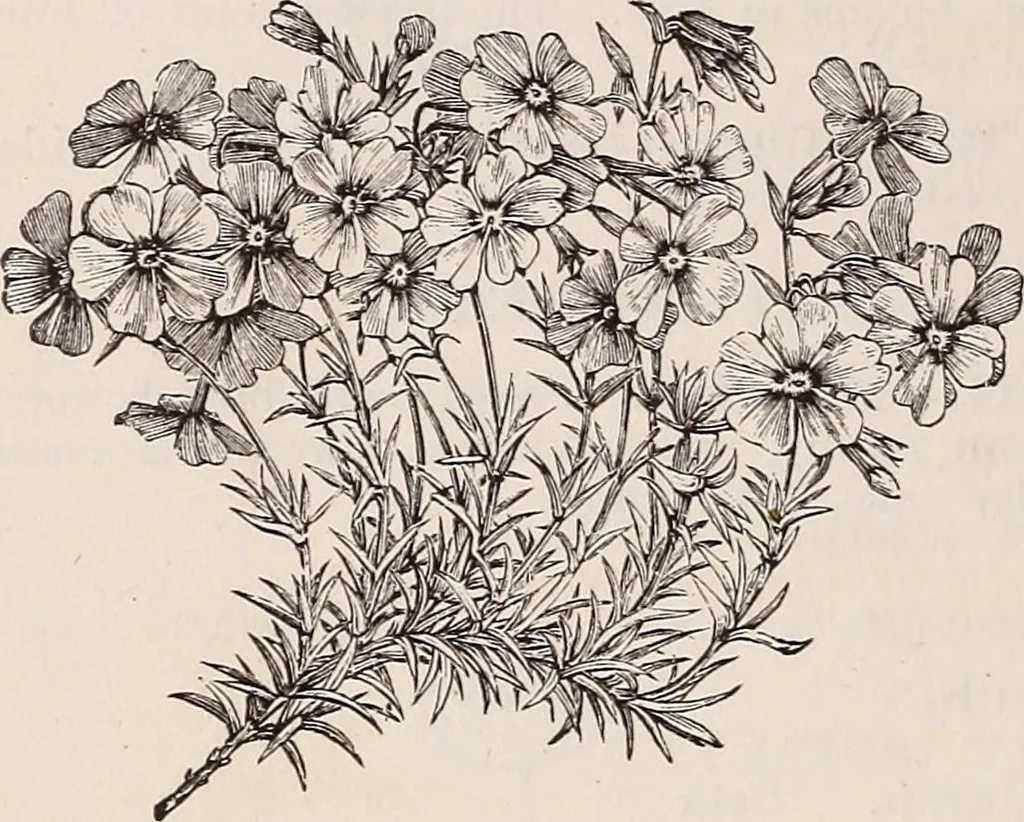 An illustration from Descriptive catalogue of ornamental trees, shrubs, roses, etc., : cultivated and for sale at the Mount Hope Nurseries, Rochester, N.Y, 1886, leaf 127
