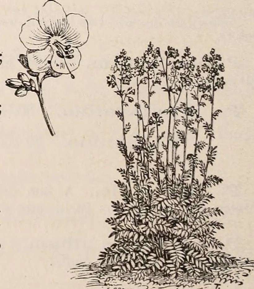 An illustration from Descriptive catalogue of ornamental trees, shrubs, roses, etc., : cultivated and for sale at the Mount Hope Nurseries, Rochester, N.Y, 1886, leaf 127
