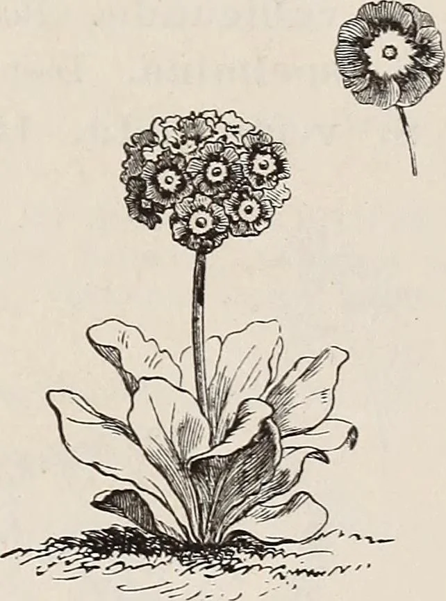An illustration from Descriptive catalogue of ornamental trees, shrubs, roses, etc., : cultivated and for sale at the Mount Hope Nurseries, Rochester, N.Y, 1886, leaf 128