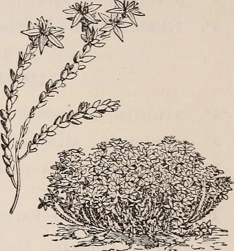 An illustration from Descriptive catalogue of ornamental trees, shrubs, roses, etc., : cultivated and for sale at the Mount Hope Nurseries, Rochester, N.Y, 1886, leaf 129