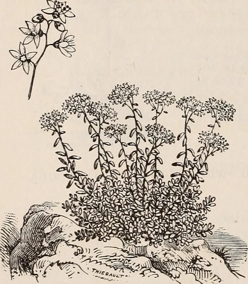 An illustration from Descriptive catalogue of ornamental trees, shrubs, roses, etc., : cultivated and for sale at the Mount Hope Nurseries, Rochester, N.Y, 1886, leaf 129