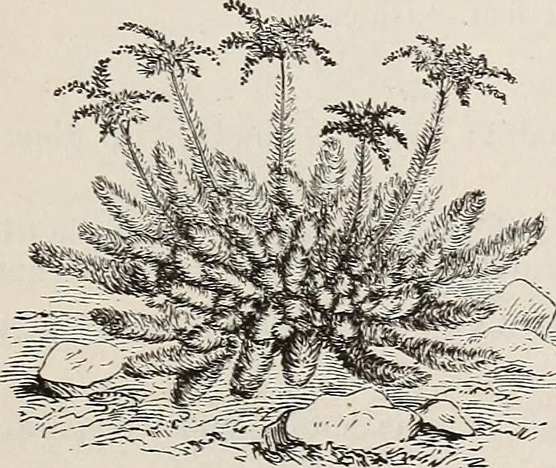 An illustration from Descriptive catalogue of ornamental trees, shrubs, roses, etc., : cultivated and for sale at the Mount Hope Nurseries, Rochester, N.Y, 1886, leaf 130