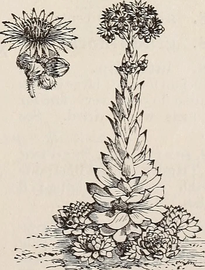 An illustration from Descriptive catalogue of ornamental trees, shrubs, roses, etc., : cultivated and for sale at the Mount Hope Nurseries, Rochester, N.Y, 1886, leaf 130