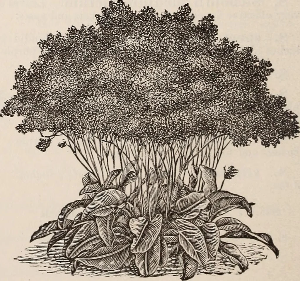 An illustration from Descriptive catalogue of ornamental trees, shrubs, roses, etc., : cultivated and for sale at the Mount Hope Nurseries, Rochester, N.Y, 1886, leaf 131