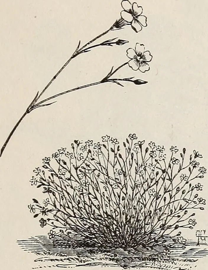 An illustration from Descriptive catalogue of ornamental trees, shrubs, roses, etc., : cultivated and for sale at the Mount Hope Nurseries, Rochester, N.Y, 1886, leaf 132