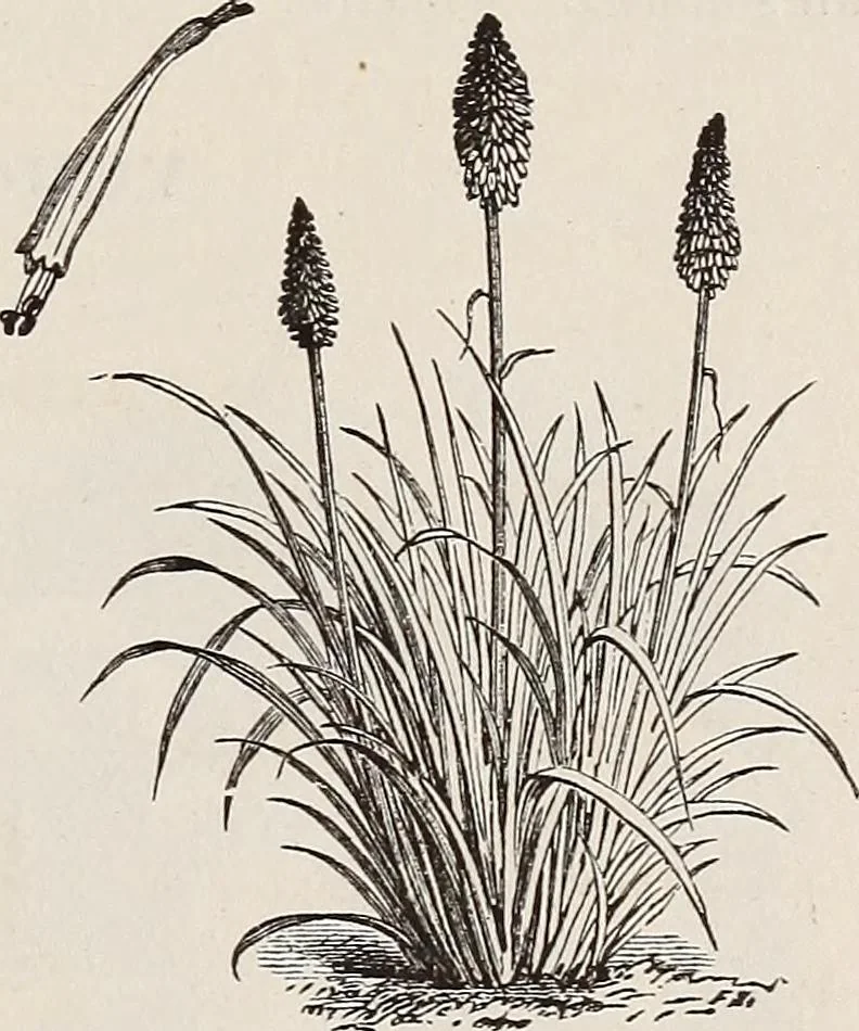 An illustration from Descriptive catalogue of ornamental trees, shrubs, roses, etc., : cultivated and for sale at the Mount Hope Nurseries, Rochester, N.Y, 1886, leaf 132