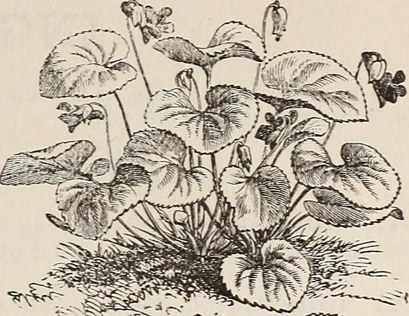 An illustration from Descriptive catalogue of ornamental trees, shrubs, roses, etc., : cultivated and for sale at the Mount Hope Nurseries, Rochester, N.Y, 1886, leaf 134