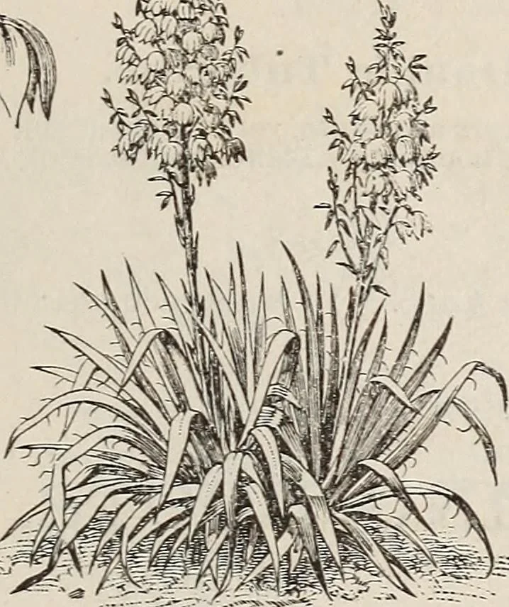 An illustration from Descriptive catalogue of ornamental trees, shrubs, roses, etc., : cultivated and for sale at the Mount Hope Nurseries, Rochester, N.Y, 1886, leaf 134