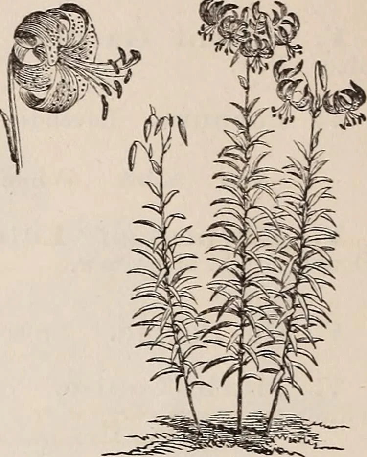 An illustration from Descriptive catalogue of ornamental trees, shrubs, roses, etc., : cultivated and for sale at the Mount Hope Nurseries, Rochester, N.Y, 1886, leaf 135