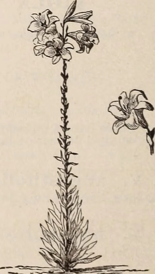 An illustration from Descriptive catalogue of ornamental trees, shrubs, roses, etc., : cultivated and for sale at the Mount Hope Nurseries, Rochester, N.Y, 1886, leaf 135