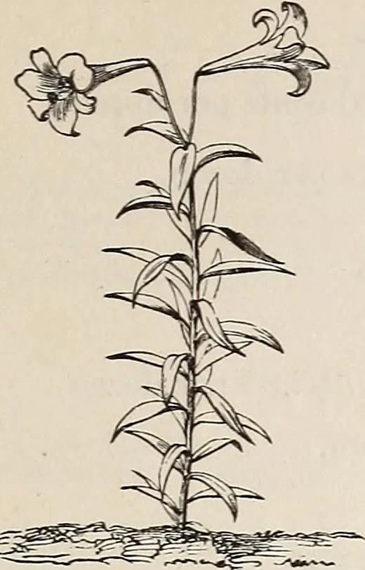 An illustration from Descriptive catalogue of ornamental trees, shrubs, roses, etc., : cultivated and for sale at the Mount Hope Nurseries, Rochester, N.Y, 1886, leaf 136