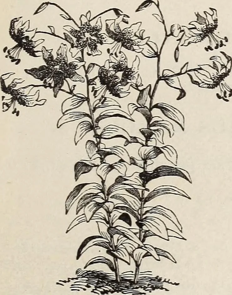 An illustration from Descriptive catalogue of ornamental trees, shrubs, roses, etc., : cultivated and for sale at the Mount Hope Nurseries, Rochester, N.Y, 1886, leaf 136