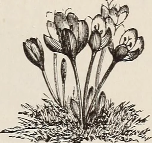 An illustration from Descriptive catalogue of ornamental trees, shrubs, roses, etc., : cultivated and for sale at the Mount Hope Nurseries, Rochester, N.Y, 1886, leaf 136
