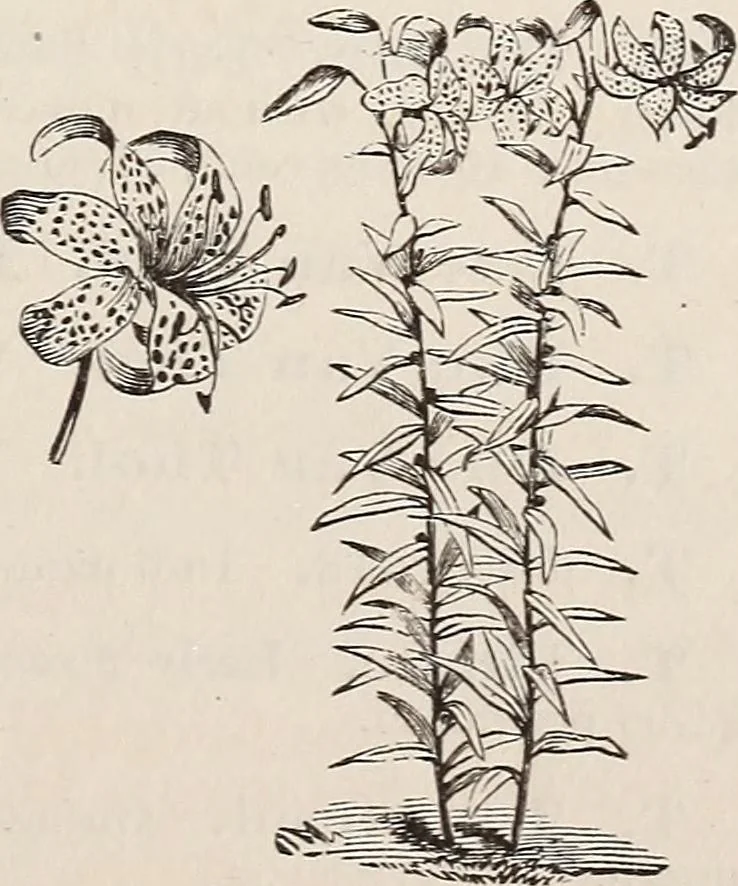 An illustration from Descriptive catalogue of ornamental trees, shrubs, roses, etc., : cultivated and for sale at the Mount Hope Nurseries, Rochester, N.Y, 1886, leaf 136