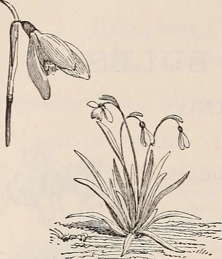 An illustration from Descriptive catalogue of ornamental trees, shrubs, roses, etc., : cultivated and for sale at the Mount Hope Nurseries, Rochester, N.Y, 1886, leaf 137