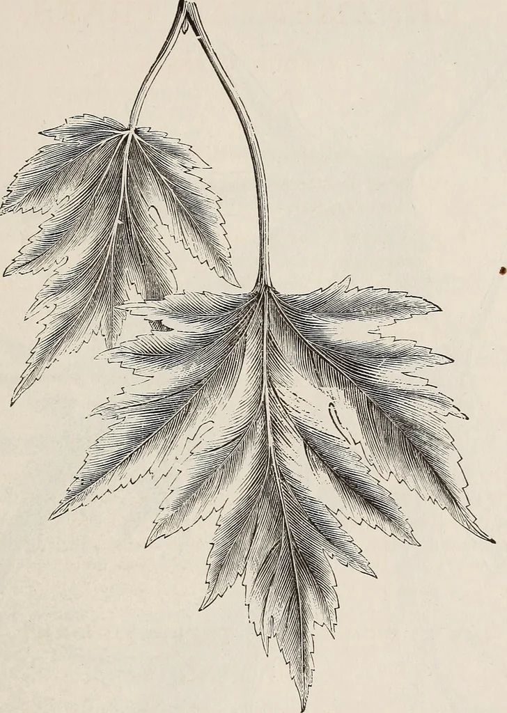 An illustration from Descriptive catalogue of ornamental trees, shrubs, roses, etc., : cultivated and for sale at the Mount Hope Nurseries, Rochester, N.Y, 1886, leaf 14