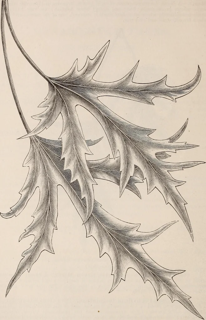 An illustration from Descriptive catalogue of ornamental trees, shrubs, roses, etc., : cultivated and for sale at the Mount Hope Nurseries, Rochester, N.Y, 1886, leaf 15