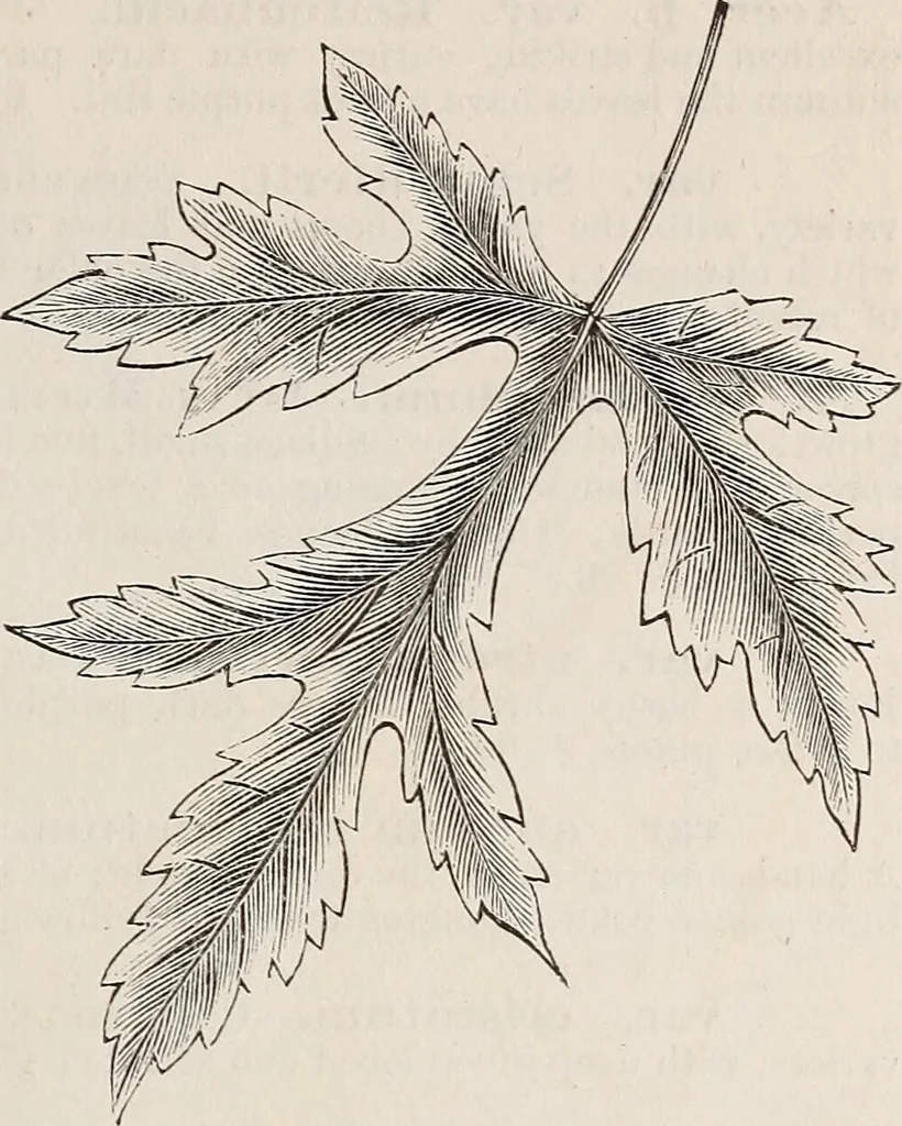 An illustration from Descriptive catalogue of ornamental trees, shrubs, roses, etc., : cultivated and for sale at the Mount Hope Nurseries, Rochester, N.Y, 1886, leaf 16
