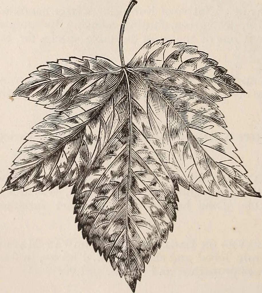 An illustration from Descriptive catalogue of ornamental trees, shrubs, roses, etc., : cultivated and for sale at the Mount Hope Nurseries, Rochester, N.Y, 1886, leaf 17