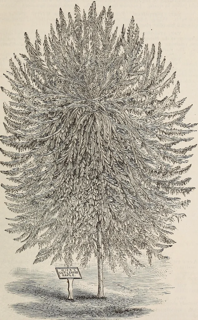 An illustration from Descriptive catalogue of ornamental trees, shrubs, roses, etc., : cultivated and for sale at the Mount Hope Nurseries, Rochester, N.Y, 1886, leaf 18