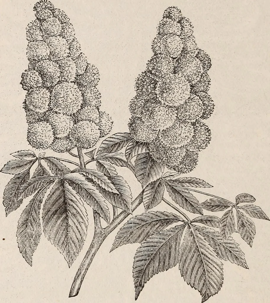 An illustration from Descriptive catalogue of ornamental trees, shrubs, roses, etc., : cultivated and for sale at the Mount Hope Nurseries, Rochester, N.Y, 1886, leaf 19