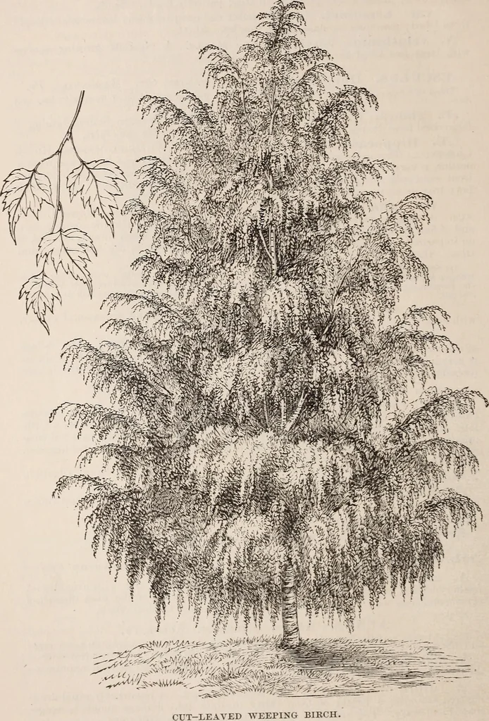 An illustration from Descriptive catalogue of ornamental trees, shrubs, roses, etc., : cultivated and for sale at the Mount Hope Nurseries, Rochester, N.Y, 1886, leaf 21
