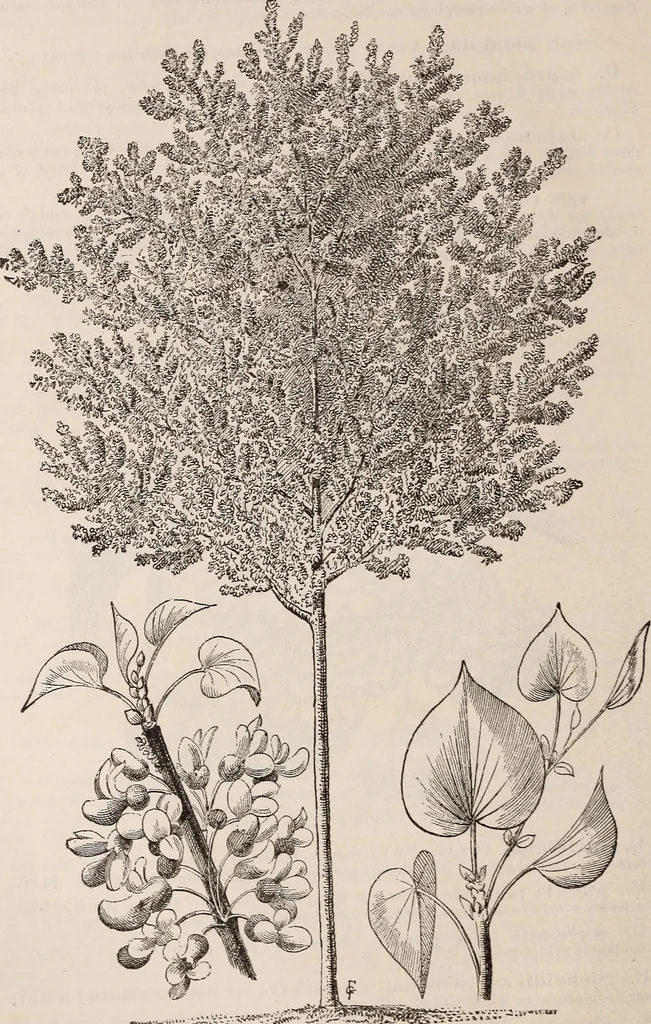 An illustration from Descriptive catalogue of ornamental trees, shrubs, roses, etc., : cultivated and for sale at the Mount Hope Nurseries, Rochester, N.Y, 1886, leaf 27